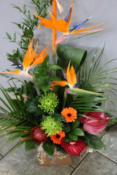 Tropical Burst