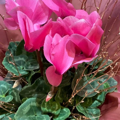 Copper Pot buy online or call 01785 712711