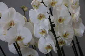 Orchid Sensation