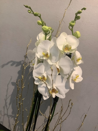 Christmas Orchid Plant